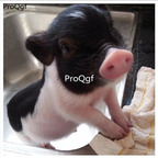 888usd Ngryise    fragrance pig