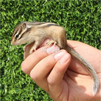 288usd Ngryise gold squirrel