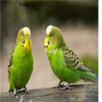 88usd Ngryise green tiger    Psittaciformes