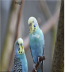 98usd Ngryise Melopsittacus undulatus