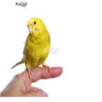 98usd NGRYISE YELLOW Melopsittacus undulatus