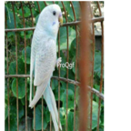 98usd Ngryise  white Melopsittacus undulatus