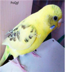 98usd Ngryise yunban   Melopsittacus undulatus