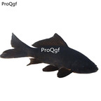15usd Ngryise black goldfish