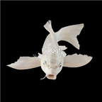 15usd Ngryise white goldfish