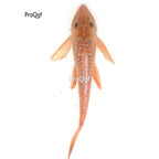 15usd Ngryise yellow Pterygoplichthys multiradiatus