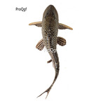 15usd Ngryise black Pterygoplichthys multiradiatus