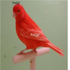 580usd Ngryise Serinus canaria