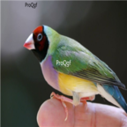 280usd Ngryise  Erythrura Gouldiae