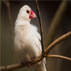 280usd Ngryise   White Java Sparrow