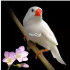 88usd Ngryise white Poephila guttata Zebra Finch