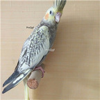 288usd Ngryise Nymphicus hollandicus zhenzhuxuanfeng