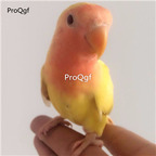 288usd Ngryise orange yellow taomu bird