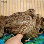 28usd Ngryise Coturnix