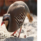58usd Ngryise Alectoris chukar