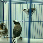 58usd Ngryise Lonchura bicolor