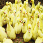 38usd Ngryise goose sanhuae