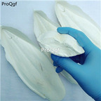 29usd Ngryise 300gram   Cleistocactus sepium