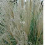 19usd white Ngryise 8000Pcs A Set  Miscanthus sinensis seed