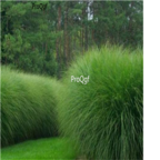 19usd green Ngryise 8000Pcs A Set  Miscanthus sinensis seed