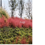 19usd red Ngryise 8000Pcs A Set  Miscanthus sinensis seed