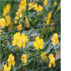 15usd Ngryise 3000Pcs A Set  Sophora xanthantha seed