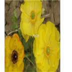 19usd yellow Ngryise 8000Pcs A Set  Eschscholtzia californica