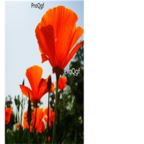 19usd orange Ngryise 8000Pcs A Set  Eschscholtzia californica seed