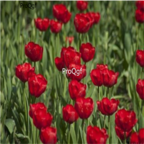 19usd red Ngryise 8000Pcs A Set  Eschscholtzia californica seed