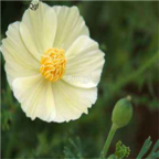 19usd white Ngryise 8000Pcs A Set  Eschscholtzia californica seed