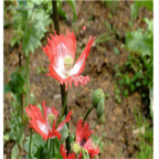 19usd Ngryise double color 8000Pcs A Set  Eschscholtzia californica seed