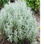 19usd Ngryise 8000Pcs A Set  Santolina chamaecyparissus seed