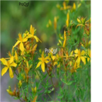 19usd Ngryise 8000Pcs A Set Hypericum perforatum seed