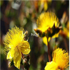 12usd Ngryise 3000Pcs A Set Hypericum perforatum seed