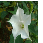 19usd white Ngryise 3000Pcs A Set Datura stramonium Mandala seed