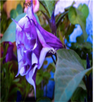 19usd purple Ngryise 3000Pcs A Set Datura stramonium Mandala seed