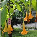 19usd yellow Ngryise 3000Pcs A Set Datura stramonium Mandala seed