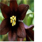 19usd dark brown Ngryise 3000Pcs A Set Datura stramonium Mandala seed