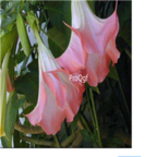 19usd pink Ngryise 3000Pcs A Set Datura stramonium Mandala seed