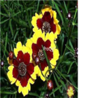 12usd Ngryise 3000pcs Sanvitalia Procumbens seed