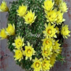 15usd Ngryise 50pcs Mammillaria longimamma seed