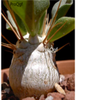 39usd Ngryise 30pcs Pachypodium namaquanum seed