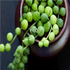 19usd Ngryise 10pcs Senecio rowleyanus seed