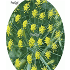 19usd Ngryise 8000Pcs A Set  fragrant fennel seed