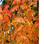 19usd Ngryise 1000Pcs A Set  Pistacia chinensis seed