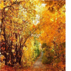 12usd Ngryise 300Pcs A Set  Pistacia chinensis seed