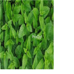 19usd Ngryise 3000Pcs A Set  Mentha spicata seed