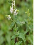 12usd Ngryise 5000Pcs A Set  Mentha spicata seed
