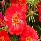 19usd red Ngryise 8000Pcs A Set  Portulaca grandiflora seed