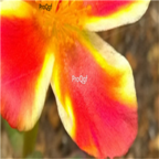 19usd red yellow Ngryise 8000Pcs A Set  Portulaca grandiflora seed